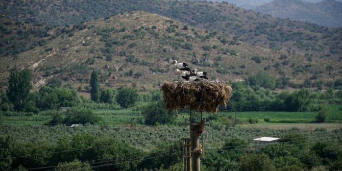 Ege'de leylekler için bin 390 yuva yapıldı
