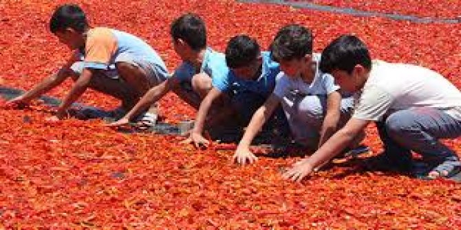 Şanlıurfalıların 'acı' telaşı başladı