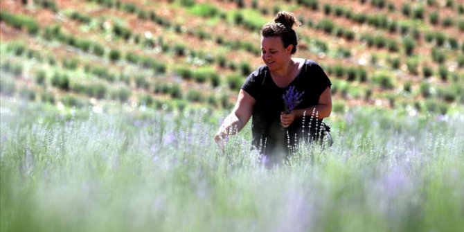 Köyüne dönen kadın mühendis lavanta yetiştiriyor