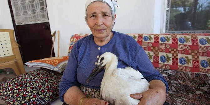 Leylek 'Efe'yi anne şefkatiyle büyüttü