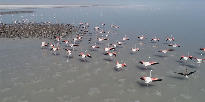 Tuz Gölü'nde yavru flamingo şöleni