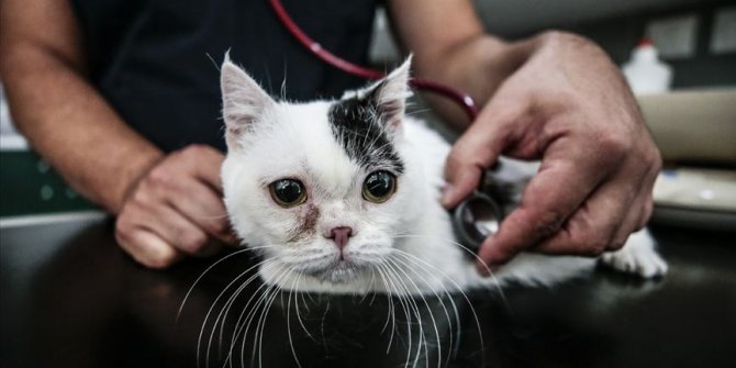 'Cüce' kedi Kaju'ya özel ilgi