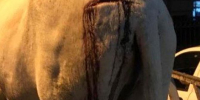 Bahçesine giren eşeği keserle yaralayan kadına soruşturma