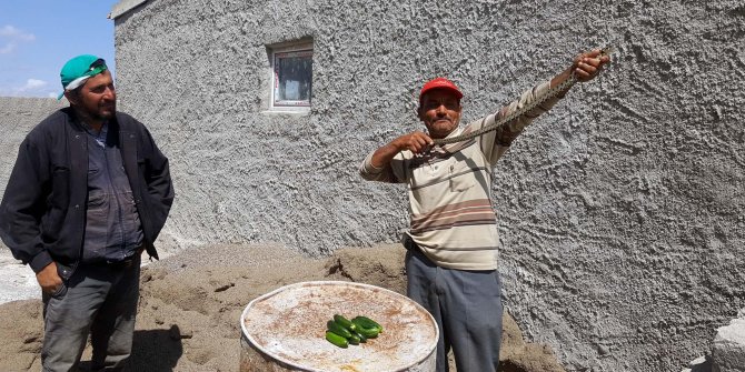 Eve giren yılanı elleriyle yakalayıp, doğaya bıraktı