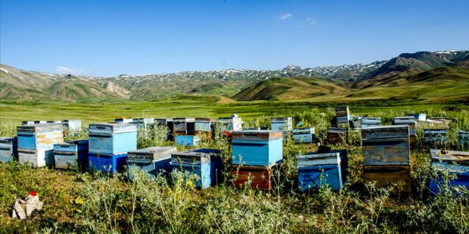 Faraşin Yaylası'nın 'lavanta kokulu' balı
