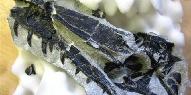 İsviçre'de yeni bir dinozor türü keşfedildi