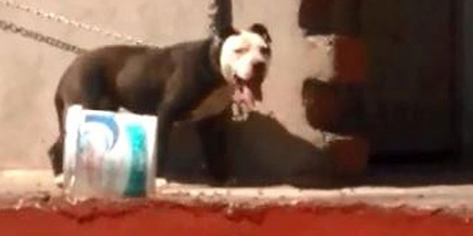 Sıcaktan ölen köpeğin sahibine 7 bin 802 lira ceza