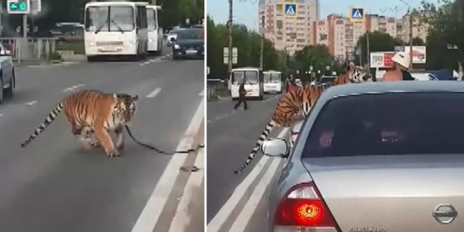 Rusya’da akılalmaz olay: Otomobildeki kaplan aniden yola atladı