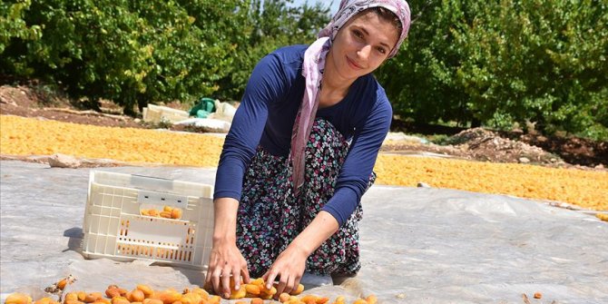 Gündüz kayısı topluyor, akşam antrenman yapıyor