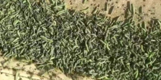Karaman’da Karadrina kurdu alarmı