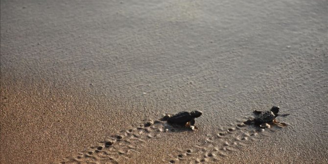 Bu yıl yaklaşık 40 bin caretta caretta yavrusu denize ulaşacak