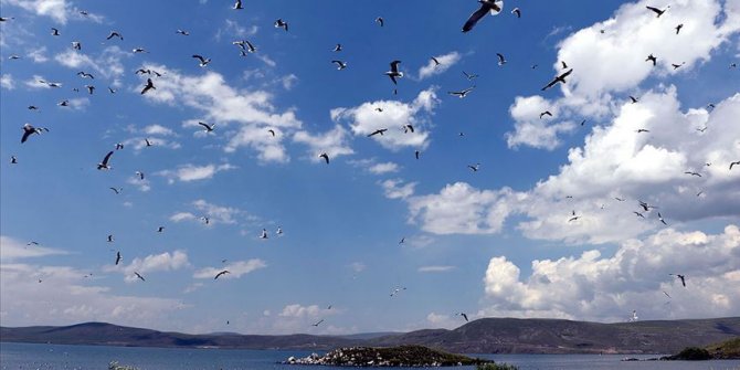 Çıldır Gölü, uçmayı öğrenen yavru kuşlarla şenlendi