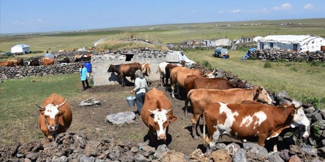 Köylülerin 'yayla mesaisi' devam ediyor