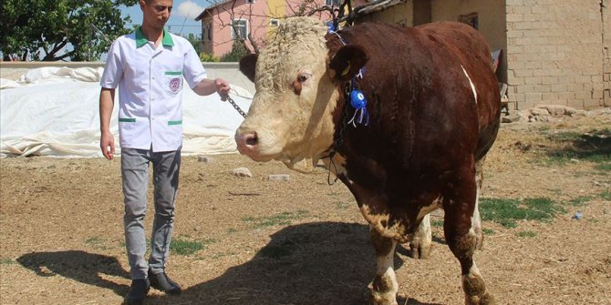 1,3 tonluk kurbanlık boğa 'Paşa' görücüye çıktı