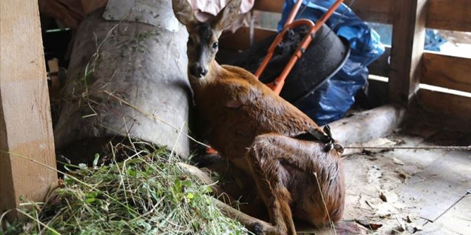 Artvin'de yaralı karaca koruma altına alındı