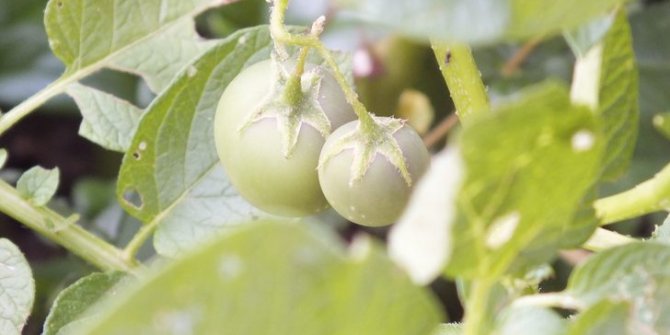 Herkes domates sanmıştı, bakın ne çıktı