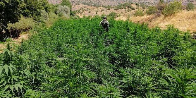 Diyarbakır'da son 5 operasyonda 10 milyon kök Hint keneviri ele geçirildi