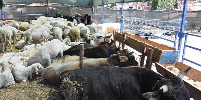 Kurbanlık alırken dikkat edilmesi gerekenler