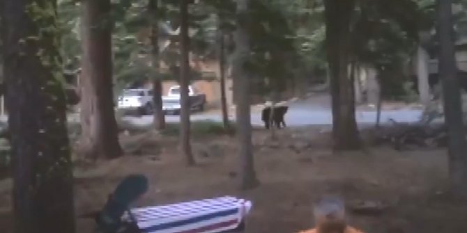Aracında hırsız var sandı, 'ayı' çıktı