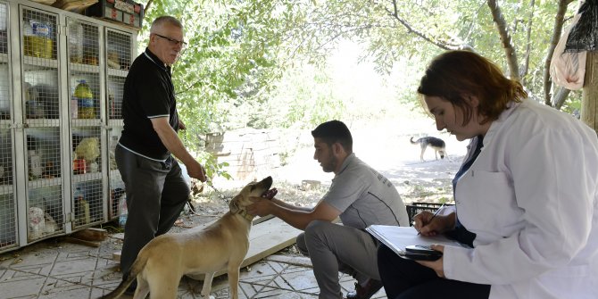 Mamak Belediyesi kedi ve köpeklere ücretsiz kuduz aşısı yaptı