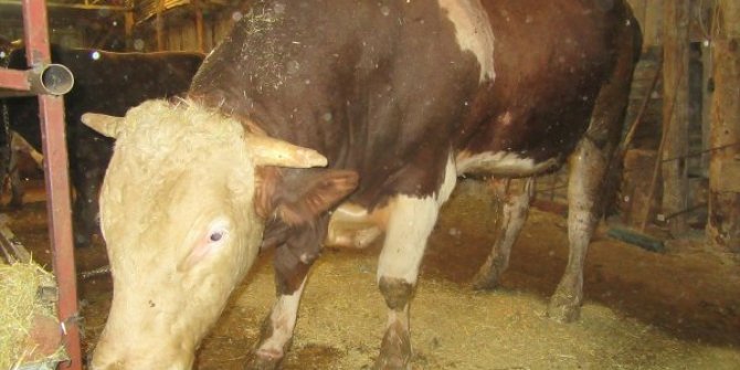 1.5 tonluk HÜDAİ alıcısını bekliyor