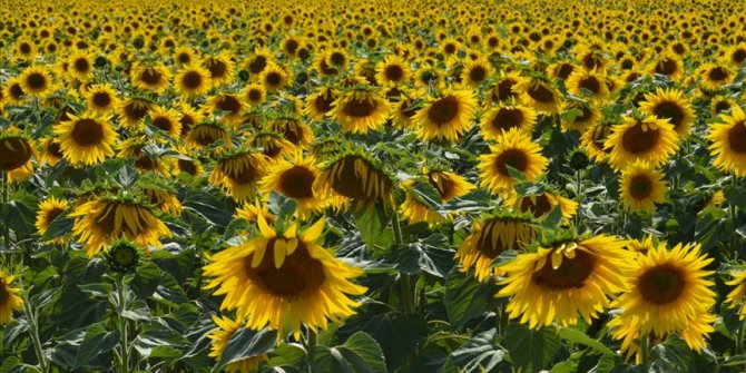 'Güne aşık' tarlaları görenleri etkiliyor