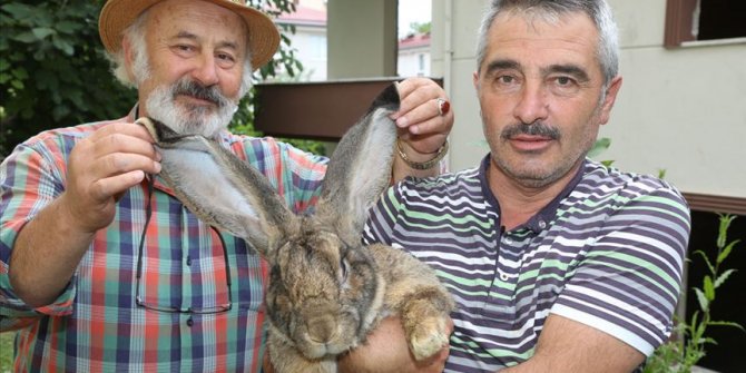 12 kiloluk tavşan ilgi odağı oldu