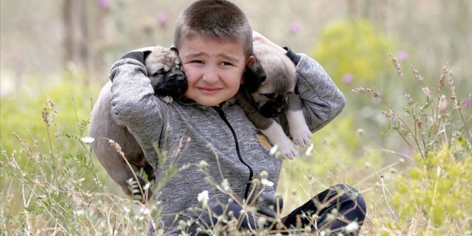 Kangal köpekleriyle büyüyor