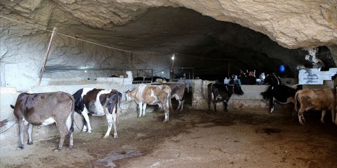 Kurbanlıklar mağaralarda yetiştiriliyor