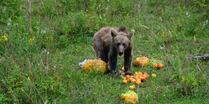 Ayı yavrusu 'Aykız' doğaya salındı