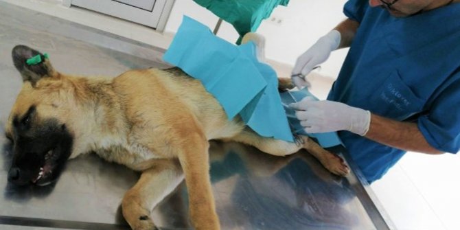 Yaralı köpek Keçiören Belediyesi tarafından koruma altına alındı