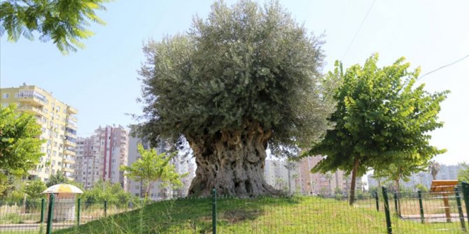 Bin 500 yıllık zeytin ağacı meyve verdi