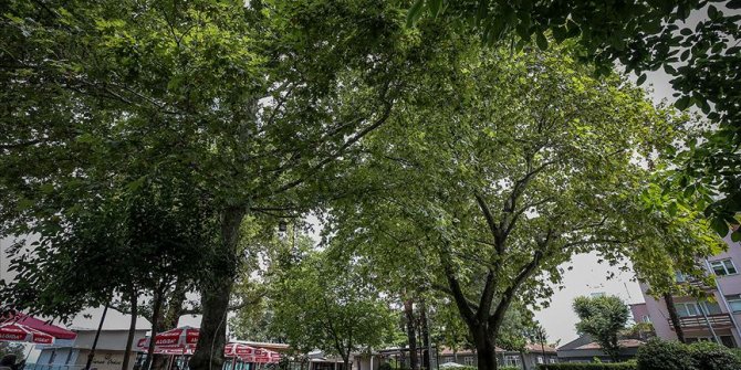 Bursa Orduevi'nin asırlık çınarları