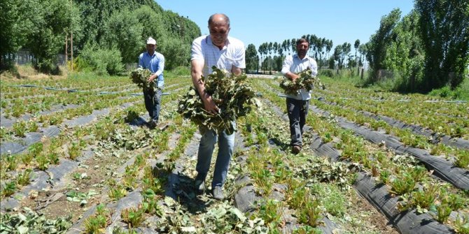 Geri döndükleri köylerinde üretici oldular