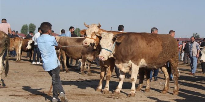 Kurban Bayramı öncesinde kurbanlık sevkiyatı hızlandı