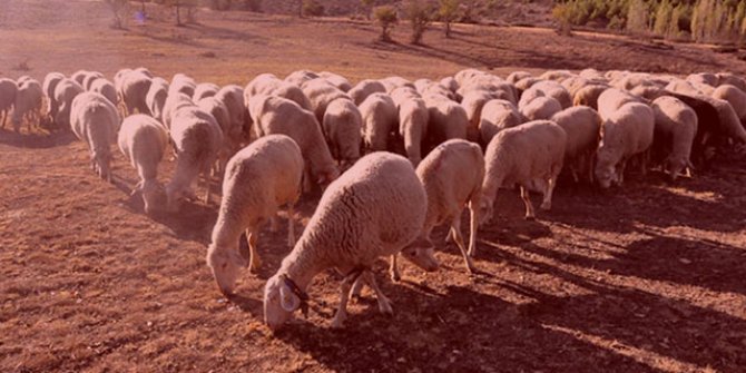 Mahalle karantinaya alındı