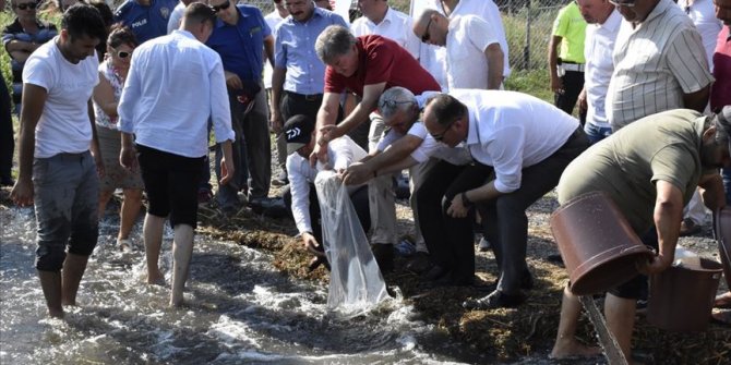 Muğla'da 180 bin yavru sazan göle bırakıldı