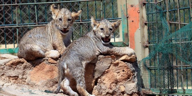 İkiz aslan yavruları 'Efe' ve 'Yiğit' ziyaretçilerin gözdesi