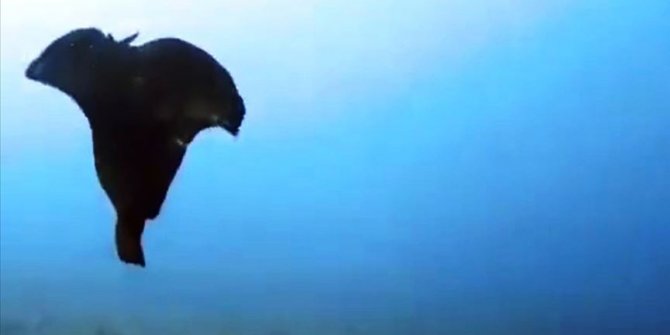 'Aplysia depilans'lar Gökçeada'da görüntülendi
