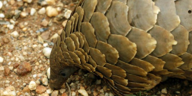 İstanbul Havalimanı’nda 1 ton 217 kilogram Pangolin pulu ele geçirildi