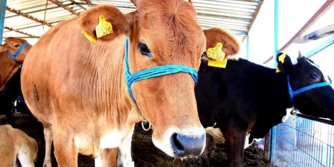 Satışlar başladı: Hangi markette kurbanlık ne kadar?