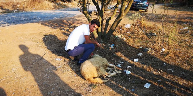Magandalar için kurban kesildi