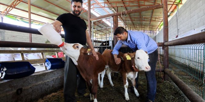 Üç kardeş köyde mutlu yaşamı tercih etti