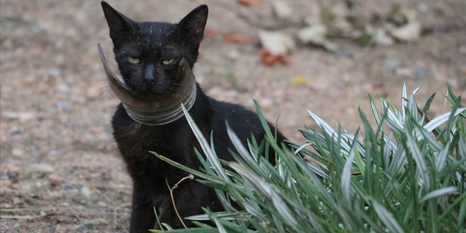 Kurtarılmaya çalışılan 'inatçı' kedi yakalandı
