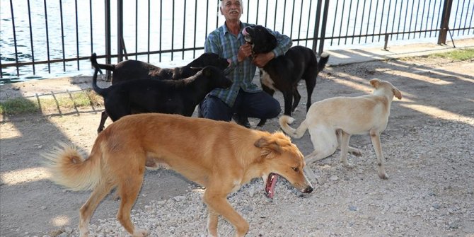 Hayatın zorluğunu 40 köpekle paylaşıyor