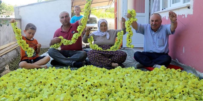 Bamyanın tarladan sofraya zahmetli yolculuğu