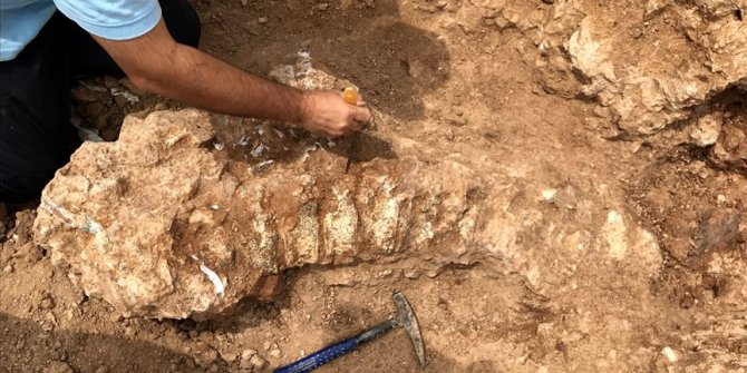 Kurutlu'da 2 bine yakın hayvan fosili bulundu