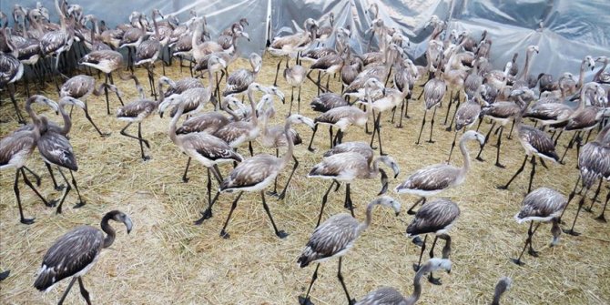 Yavru flamingolar halkalandı