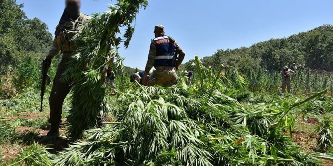 Diyarbakır'da bu yıl 15 milyon kök Hint keneviri ele geçirildi