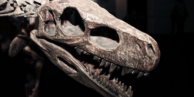 Yeni bir dinozor türü keşfedildi